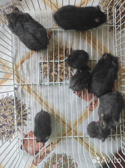 Хомячки джунгарики