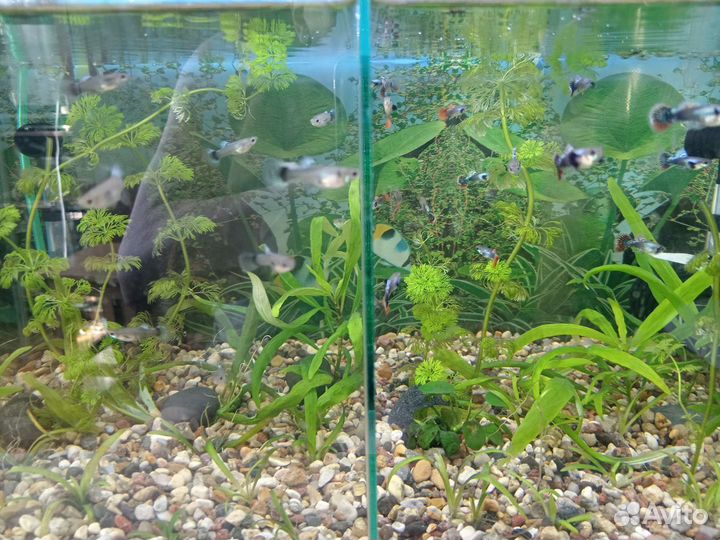 Аквариумные рыбки гуппи