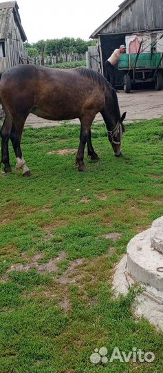 Продам лошадь
