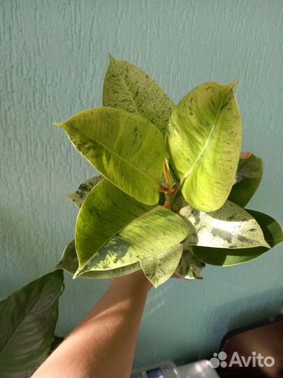 Фикус Шривериана