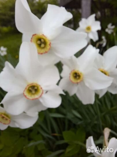 Галантус,птицемлечник, нарциссы, безвременник