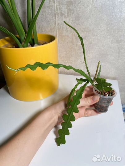 Эпифиллум ангулигер