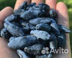 Жимолость канадская Сердце Гиганта, Голубой Банан