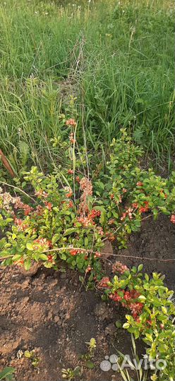 Айва японская