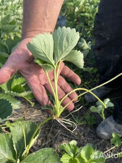 Рассада клубники клери