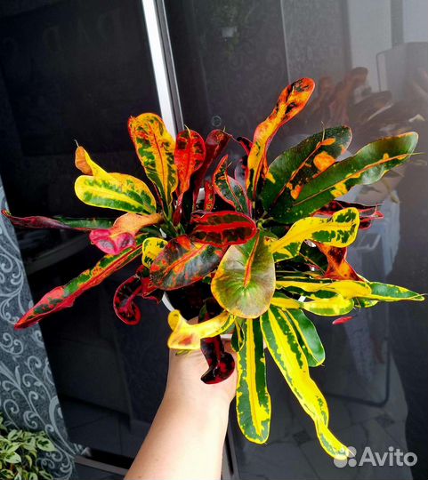 Аглаонема, Сингониум, Кротон (Кодиеум)