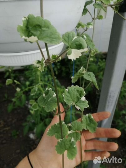 Будра пестролистная