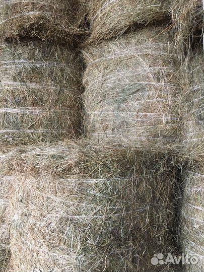 Продам сено в рулонах