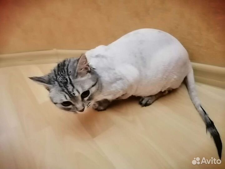 Стрижка кошек