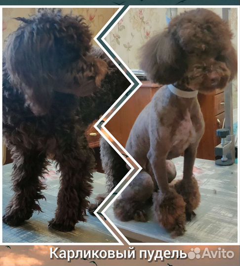 Стрижка и купание собак. Груминг. Спа-услуги