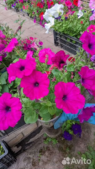 Петуния ампельная и простая-кустовая
