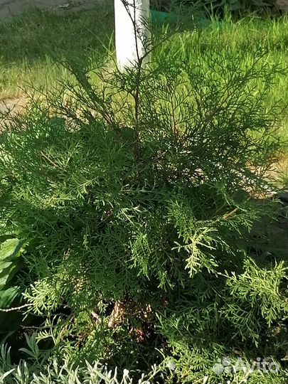 Можжевельник