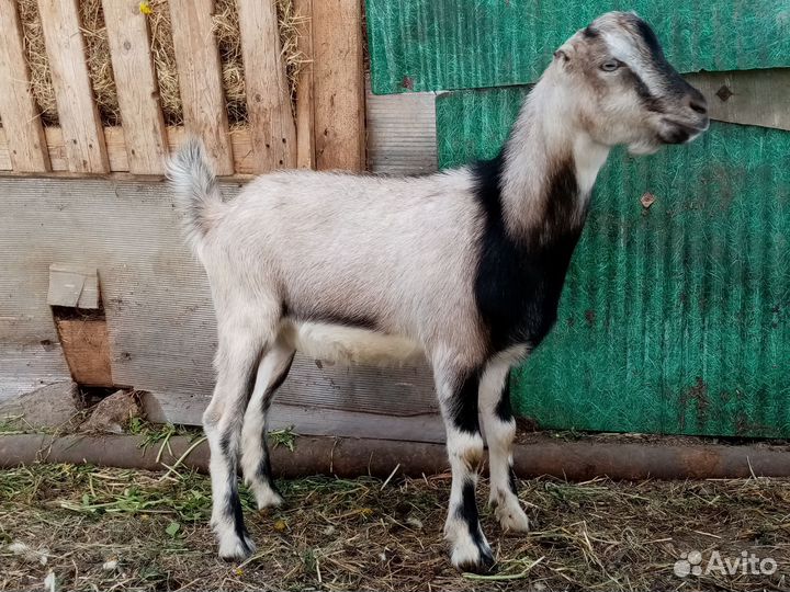 Козы ламанча