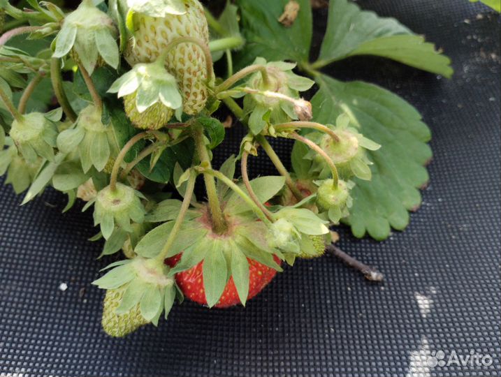 Усы Гигантеллы, на осень