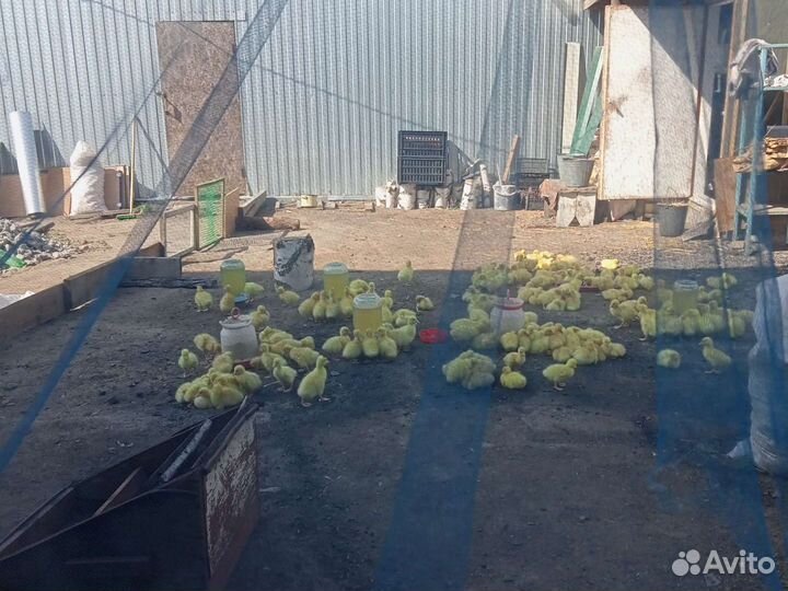 Гусята Линда