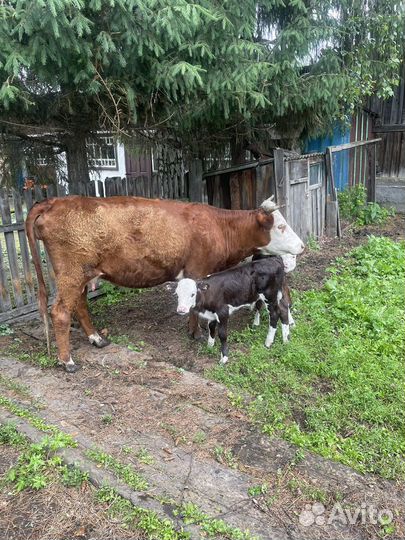 Корова с телятами