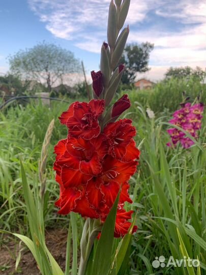 Гладиолусы луковицы