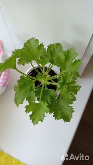 Пеларгония королевская герань