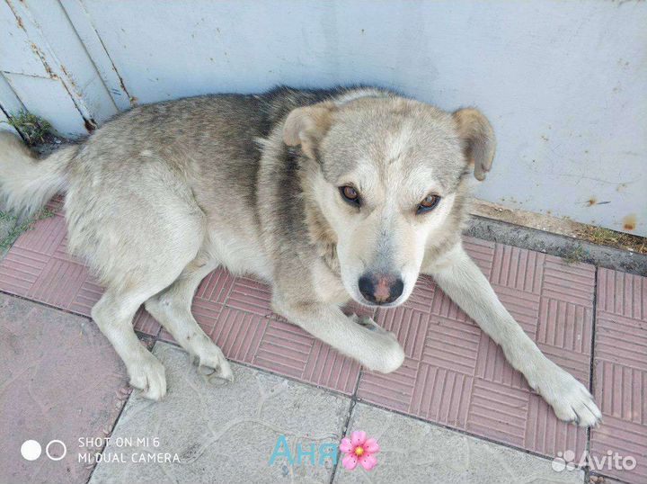 Собачка в самые добрые руки