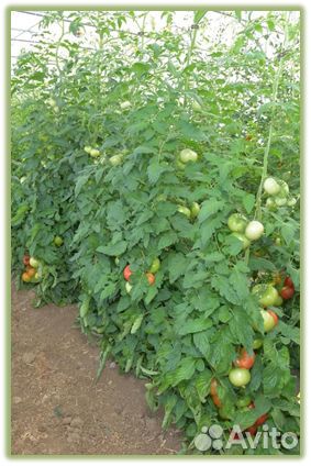 Семена Томата 