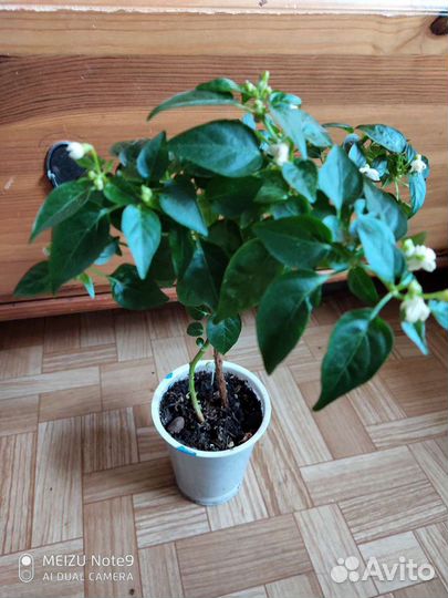 Перец комнатный многолетний