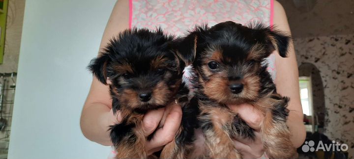 Щенки мини Йоркширский терьер