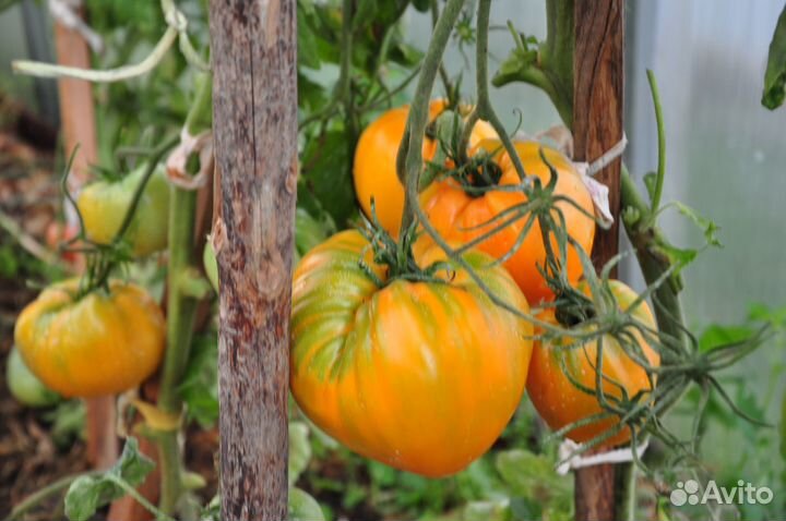Семена томатов