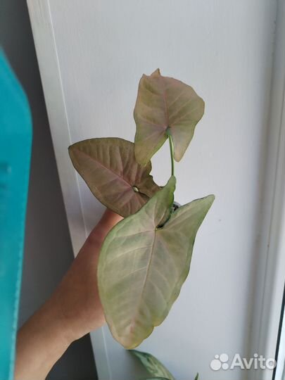 Сингониумы, филодендроны, эпипремнум