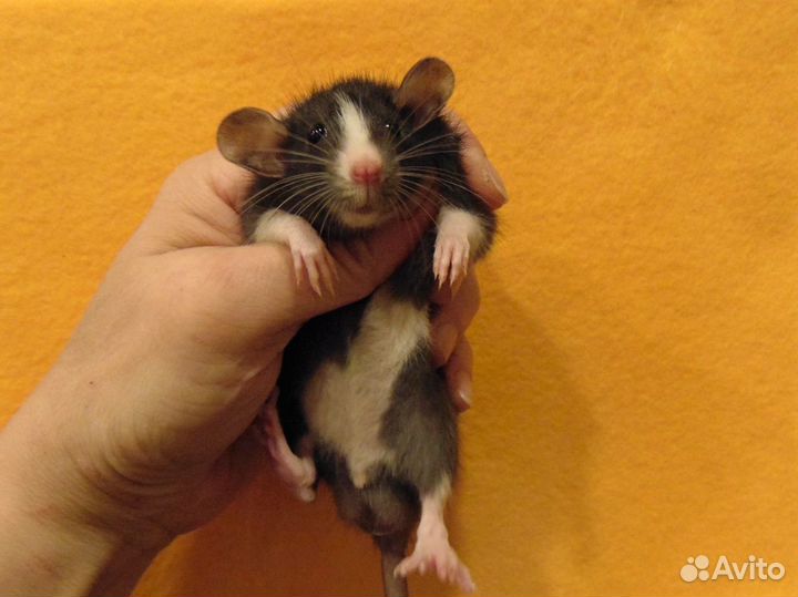 Крысы. крысята дамбо (лопоушки) - питомник, клетки