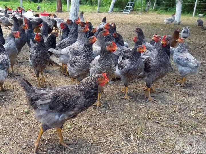 Куры Чешский Доминант