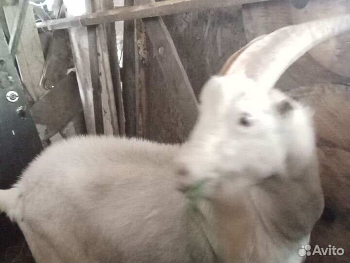 2 козы и козёл порода ламанча