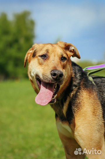 Пес Дастин очень хочет найти семью