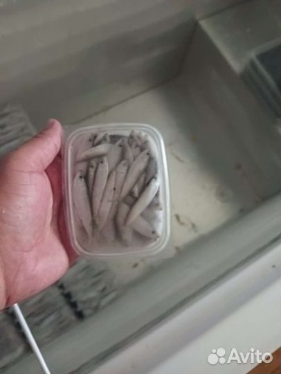 Тюлька камская