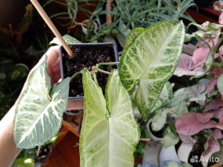 Очиток моргана, сингониум