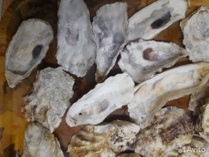 Ракушки (устрицы)