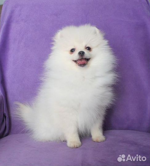 Шпиц девочки