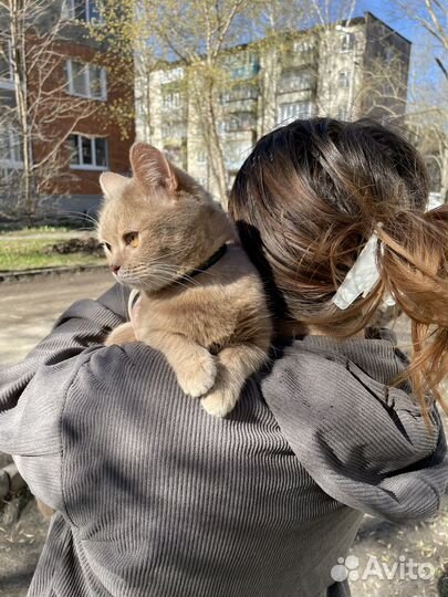 Передержка животных