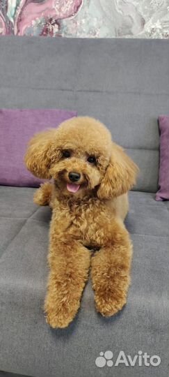 Продажа щенков пуделя