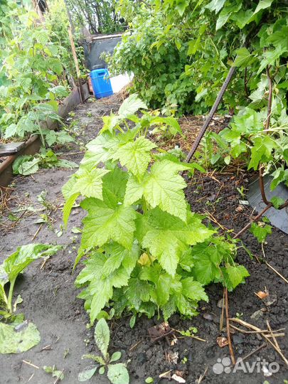 Смородина черная