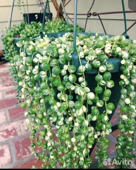 Крестовник