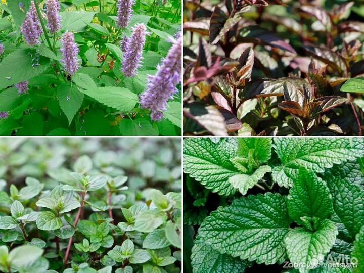 Мята, мелисса, душица