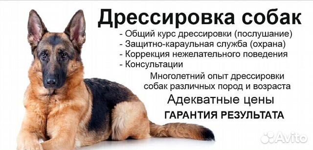 Дрессировка собак