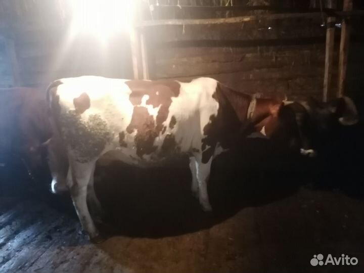 Продаётся тёлка аширской породы