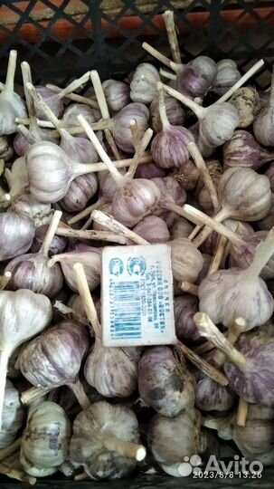 Чеснок