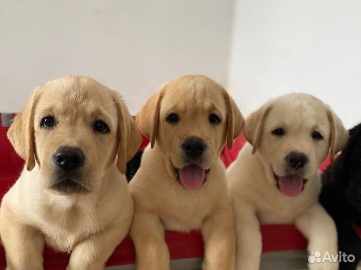 Лабрадор ретривер щенки