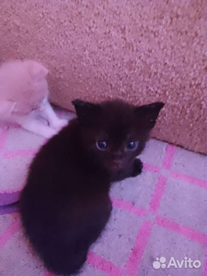 Котята в добрые руки бесплатно