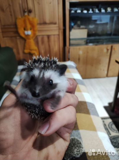 Ёжик африканский карликовый