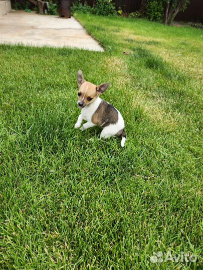 Мини той-терьер щенки