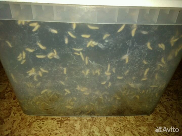 Молярий - Большая Восковая Моль, Огневка