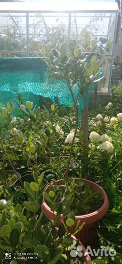 Саженцы фейхоа